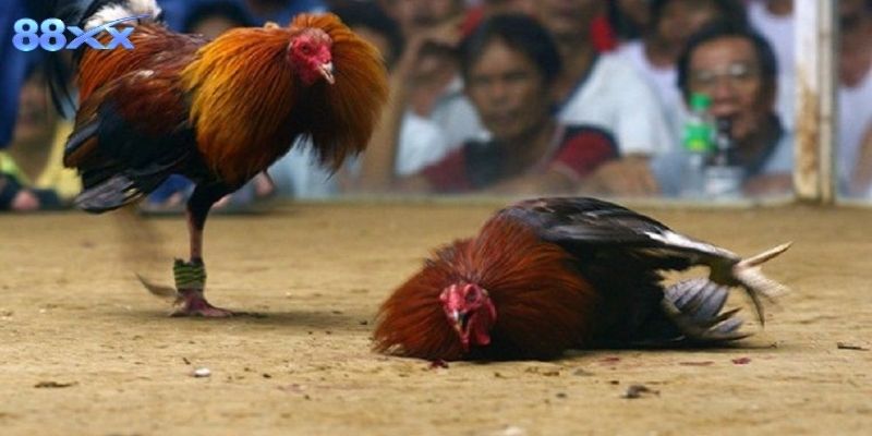 Gà Mỹ Đá Cựa Sắt Chuẩn Trường Đấu Tại Nhà Cái 88XX Bí quyết quan sát và phân tích trận đấu chuẩn xác