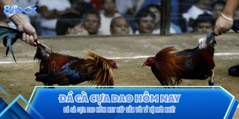 Đá gà cựa dao hôm nay hấp dẫn với tỷ lệ mới nhất Đá gà cựa dao hôm nay hấp dẫn với tỷ lệ mới nhất