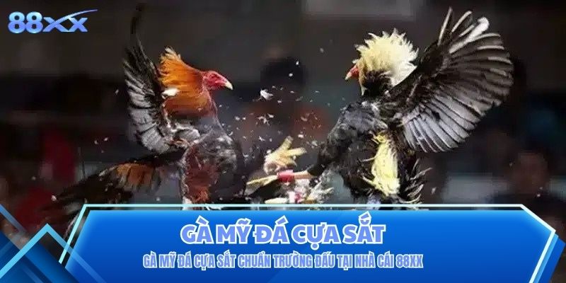 Gà Mỹ Đá Cựa Sắt Chuẩn Trường Đấu Tại Nhà Cái 88XX Gà Mỹ Đá Cựa Sắt Chuẩn Trường Đấu Tại Nhà Cái 88XX
