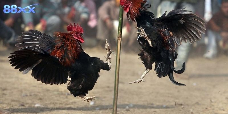 Giải thích quy tắc cơ bản và điểm hấp dẫn của hình thức này